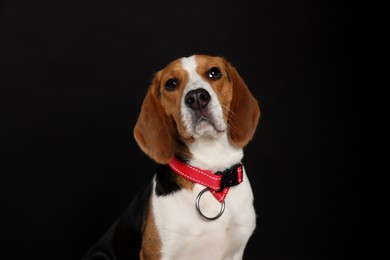 Photo of Adorable Beagle dog in stylish collar on black background