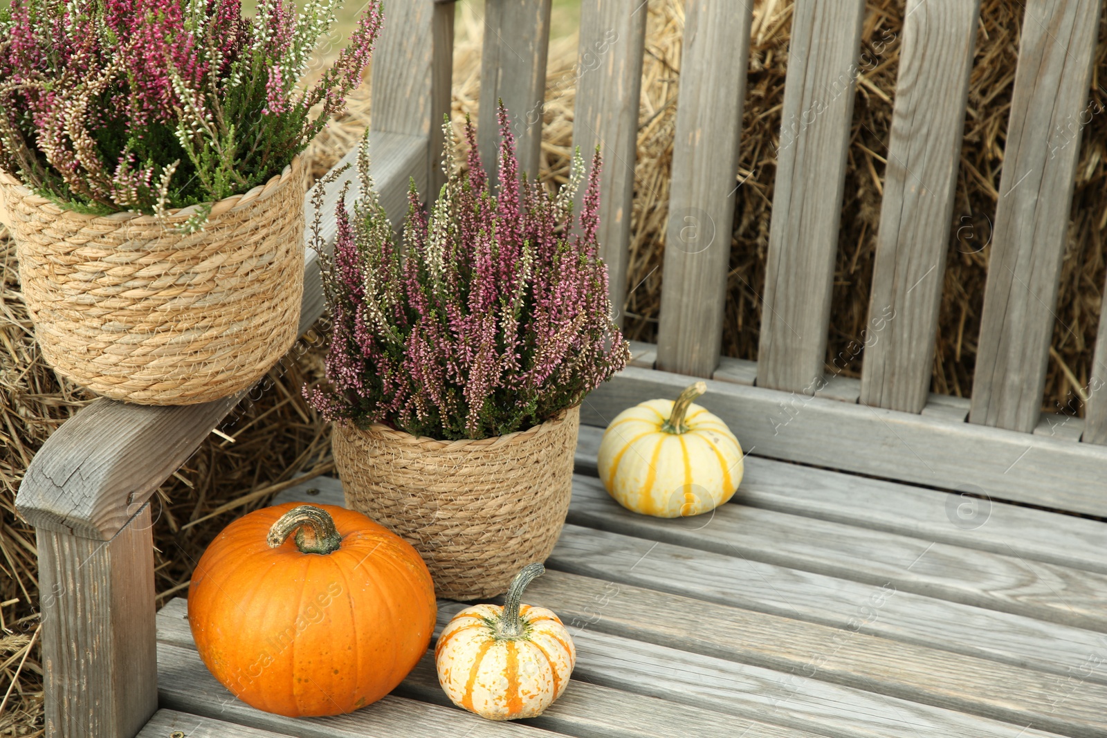 Photo of Beautiful heather flowers in pots and pumpkins on wooden bench outdoors, space for text