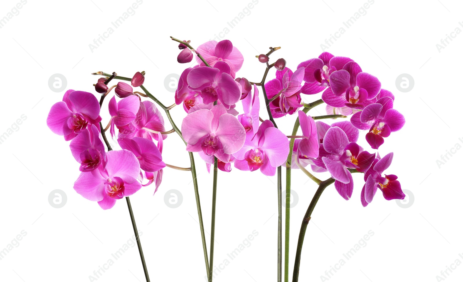 Image of Set of beautiful tropical orchid flowers on white background