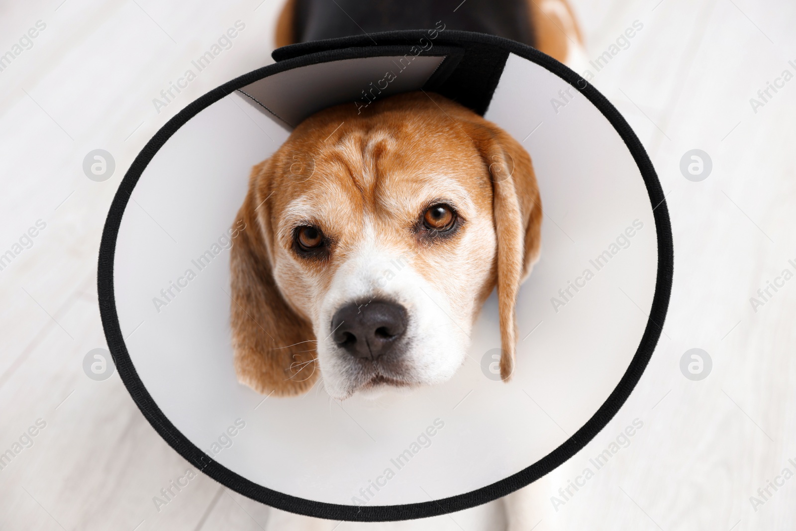 Photo of Adorable Beagle dog wearing medical plastic collar indoors, closeup