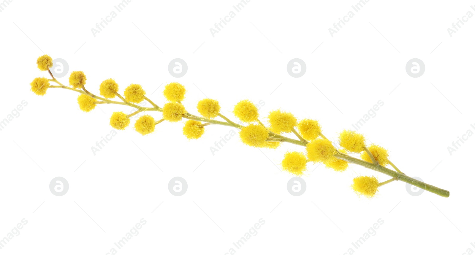 Photo of Beautiful mimosa plant with yellow flowers on white background