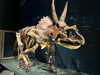 Photo of Leiden, Netherlands - November 19, 2022: Life size skeleton of Triceratops in museum