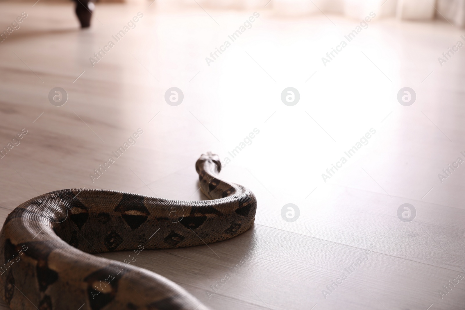 Photo of Brown boa constrictor crawling on floor in room