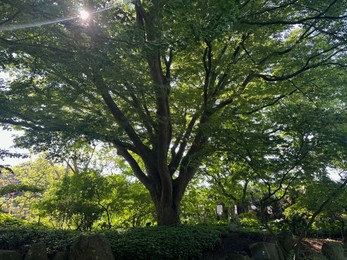 Photo of Beautiful tree with lush green leaves growing outdoors