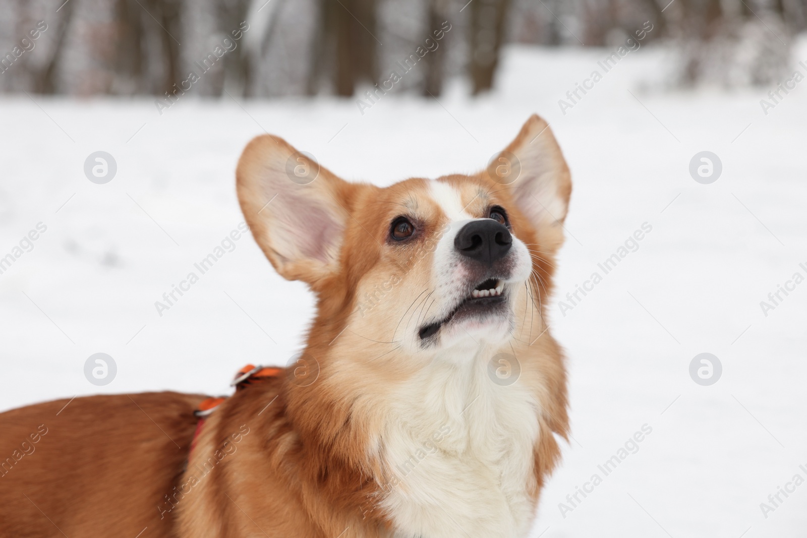 Photo of Adorable Pembroke Welsh Corgi dog in snowy park