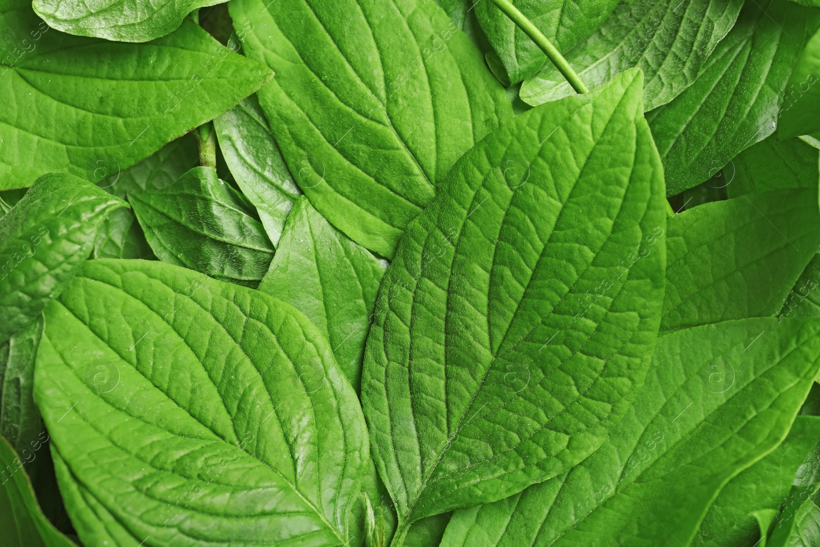 Photo of Beautiful spring green leaves as background