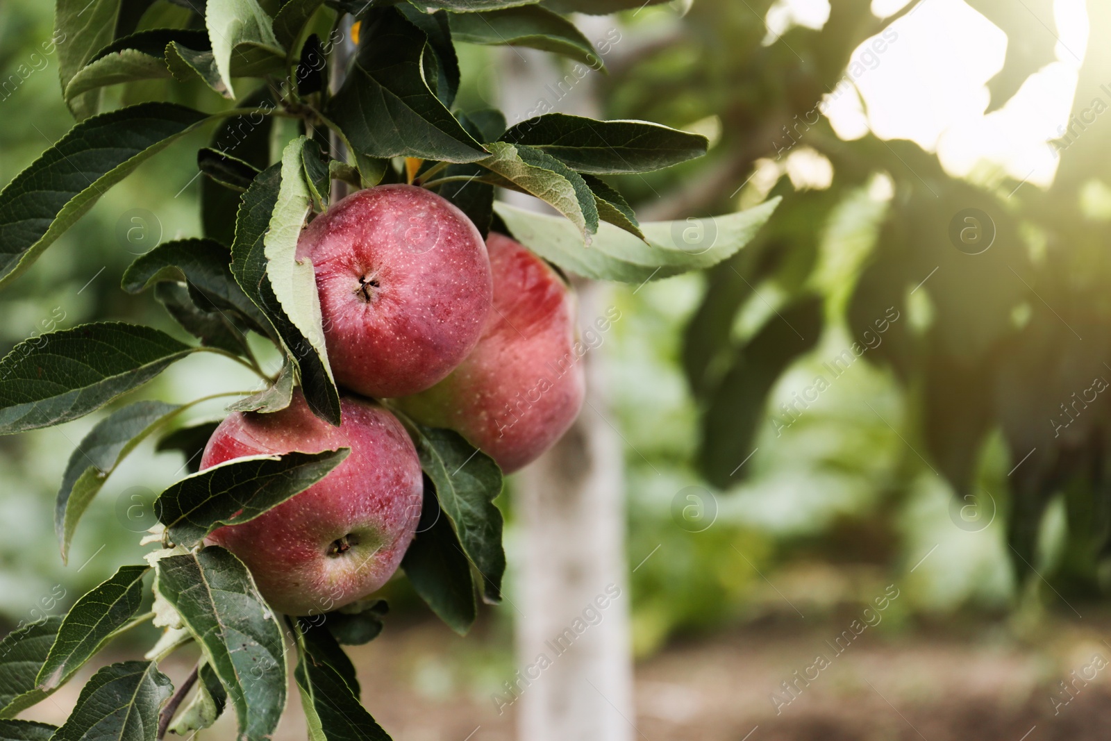 Photo of Ripe apples on tree branch in garden. Space for text