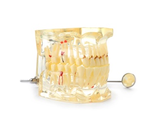 Photo of Educational model of oral cavity with teeth and mouth mirror on white background