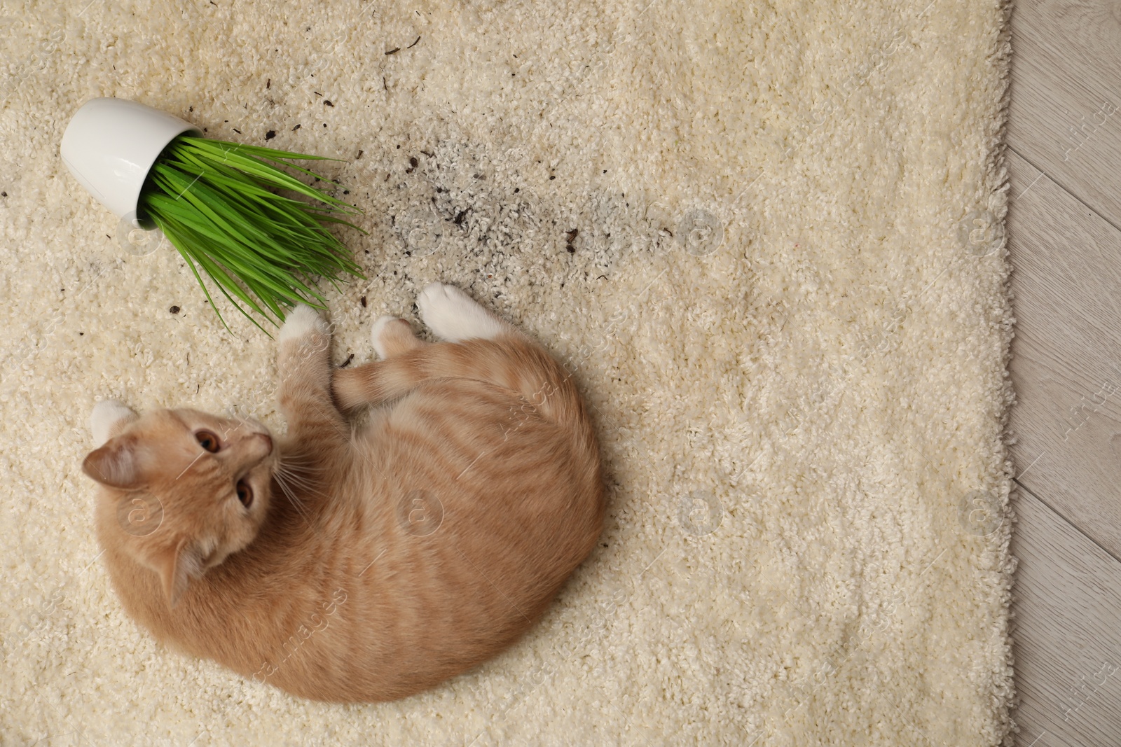 Photo of Cute ginger cat near overturned houseplant on carpet at home