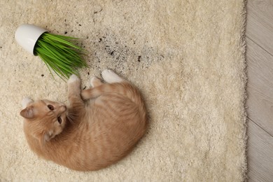 Cute ginger cat near overturned houseplant on carpet at home