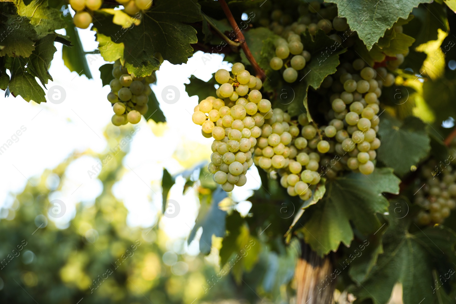 Photo of Bunch of ripe juicy grapes on branch in vineyard