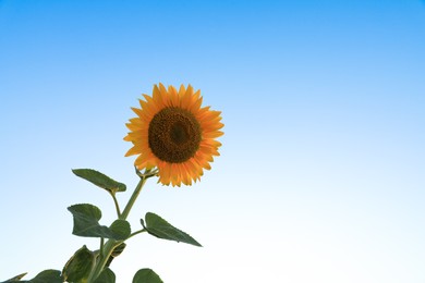 Photo of Beautiful yellow sunflower against blue sky, space for text