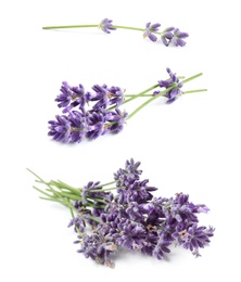 Set of lavender flowers on white background