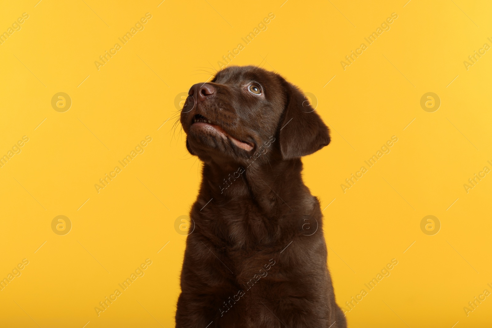 Cute chocolate Labrador Retriever puppy on yellow background Photo of Cute chocolate Labrador Retriever puppy on yellow background