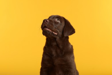 Photo of Cute chocolate Labrador Retriever puppy on yellow background