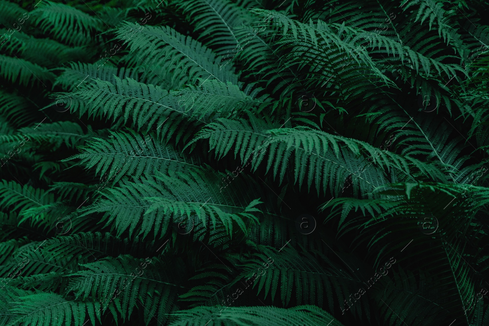 Photo of Beautiful fern with lush green leaves growing outdoors