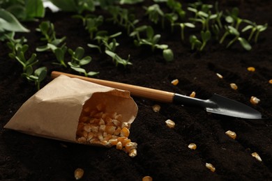 Photo of Paper bag with corn seeds on soil. Vegetables growing