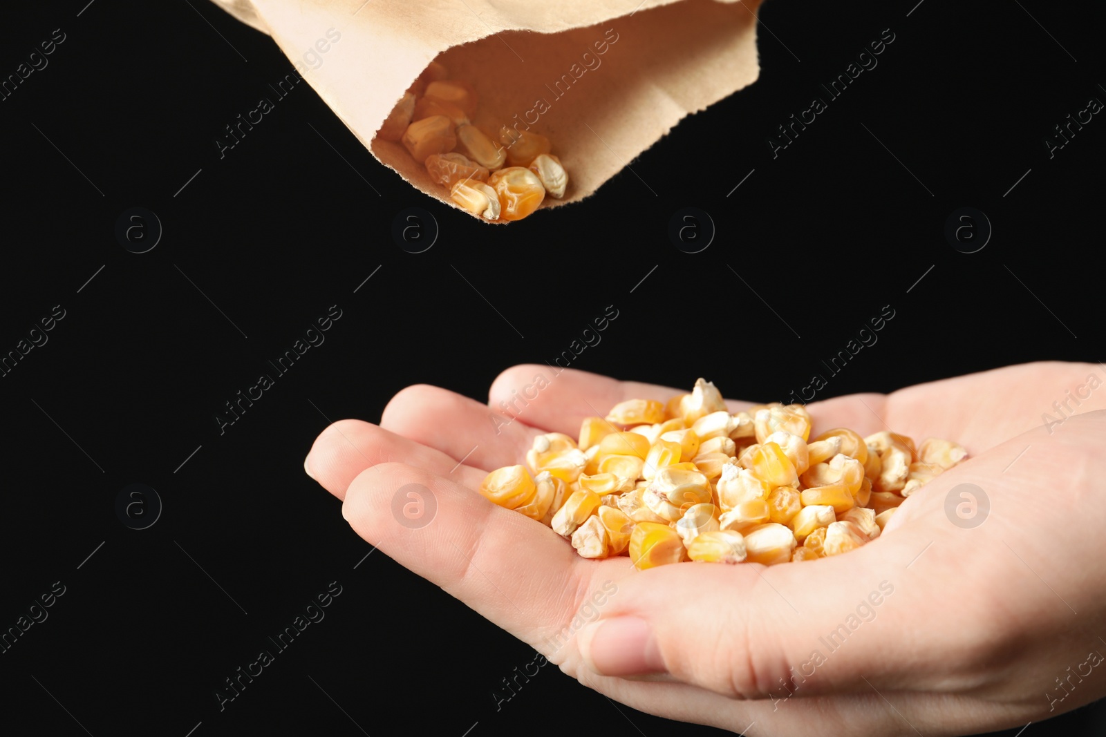 Photo of Woman pouring corn seeds from paper bag into hand on black background, closeup. Vegetable planting