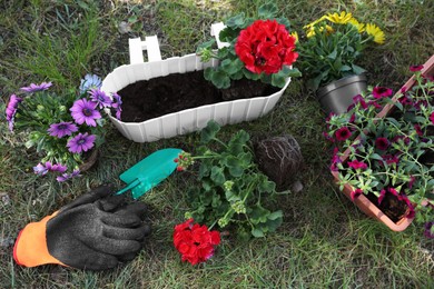 Photo of Beautiful flowers in pots, rubber gloves and trowel on grass, above view