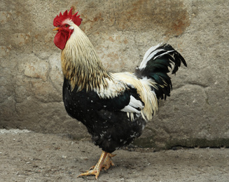 Big beautiful rooster in yard. Domestic animal