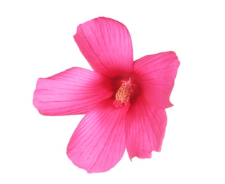 Photo of Beautiful tropical Hibiscus flower on white background