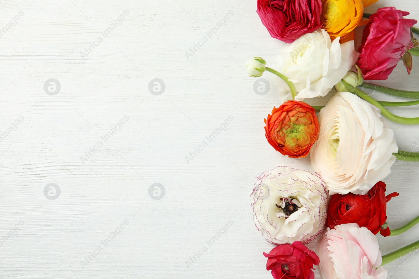 Photo of Spring ranunculus flowers and space for text on white wooden background, flat lay