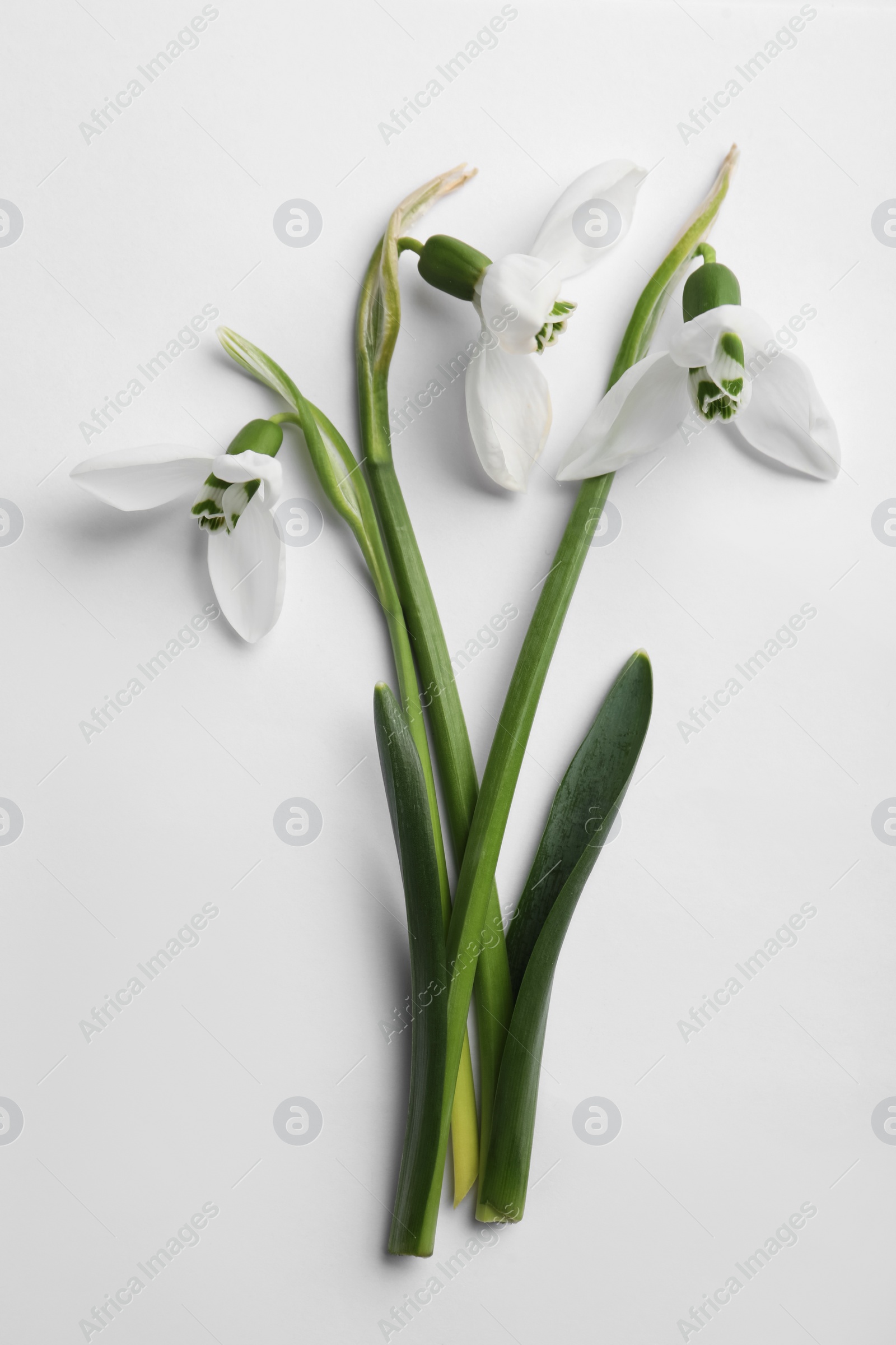 Photo of Beautiful snowdrops on light background, flat lay