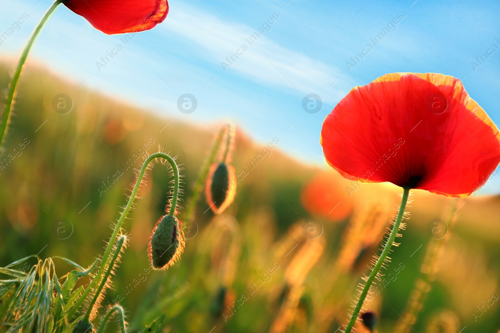 Photo of Beautiful blooming red poppy flowers in field on sunny evening