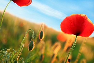 Beautiful blooming red poppy flowers in field on sunny evening