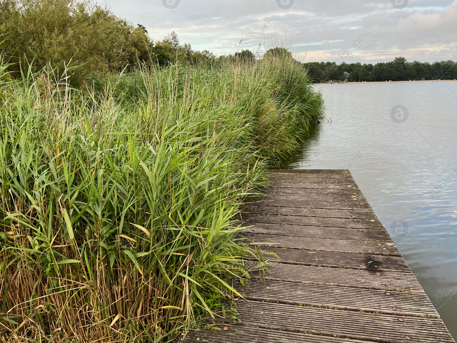 Photo of Picturesque view of river reeds and cloudy sky