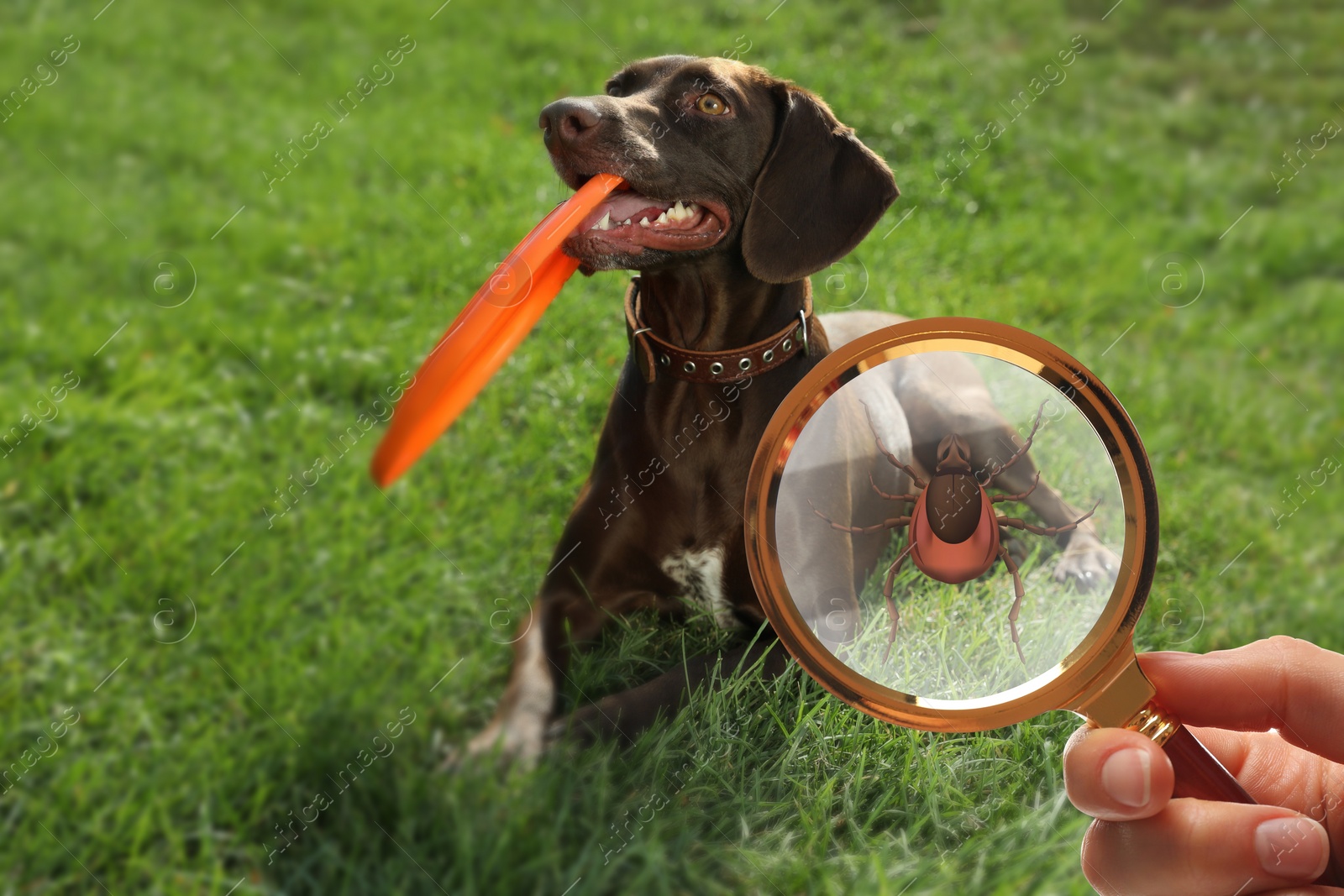 Image of Cute dog outdoors and woman showing tick with magnifying glass, closeup. Illustration