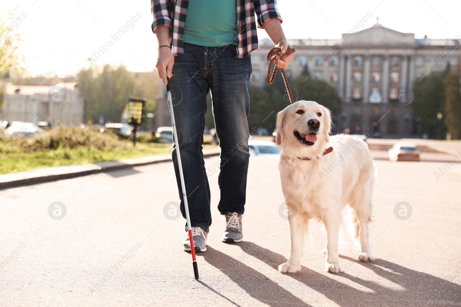 Photo of Guide dog helping blind person with long cane walking outdoors