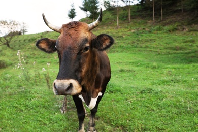 Photo of Woman feeding brown cow on green pasture, closeup