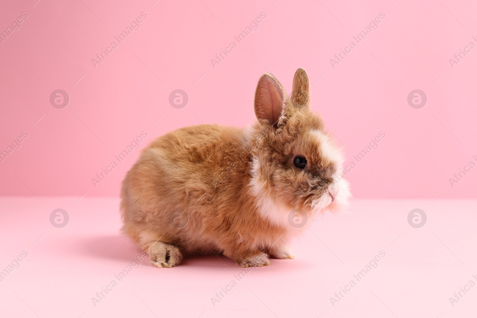 Photo of Cute little rabbit on pink background. Adorable pet