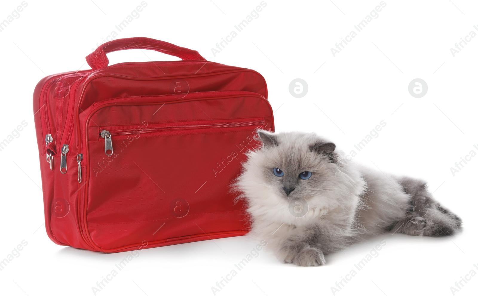 Photo of First aid kit and cute cat on white background. Animal care