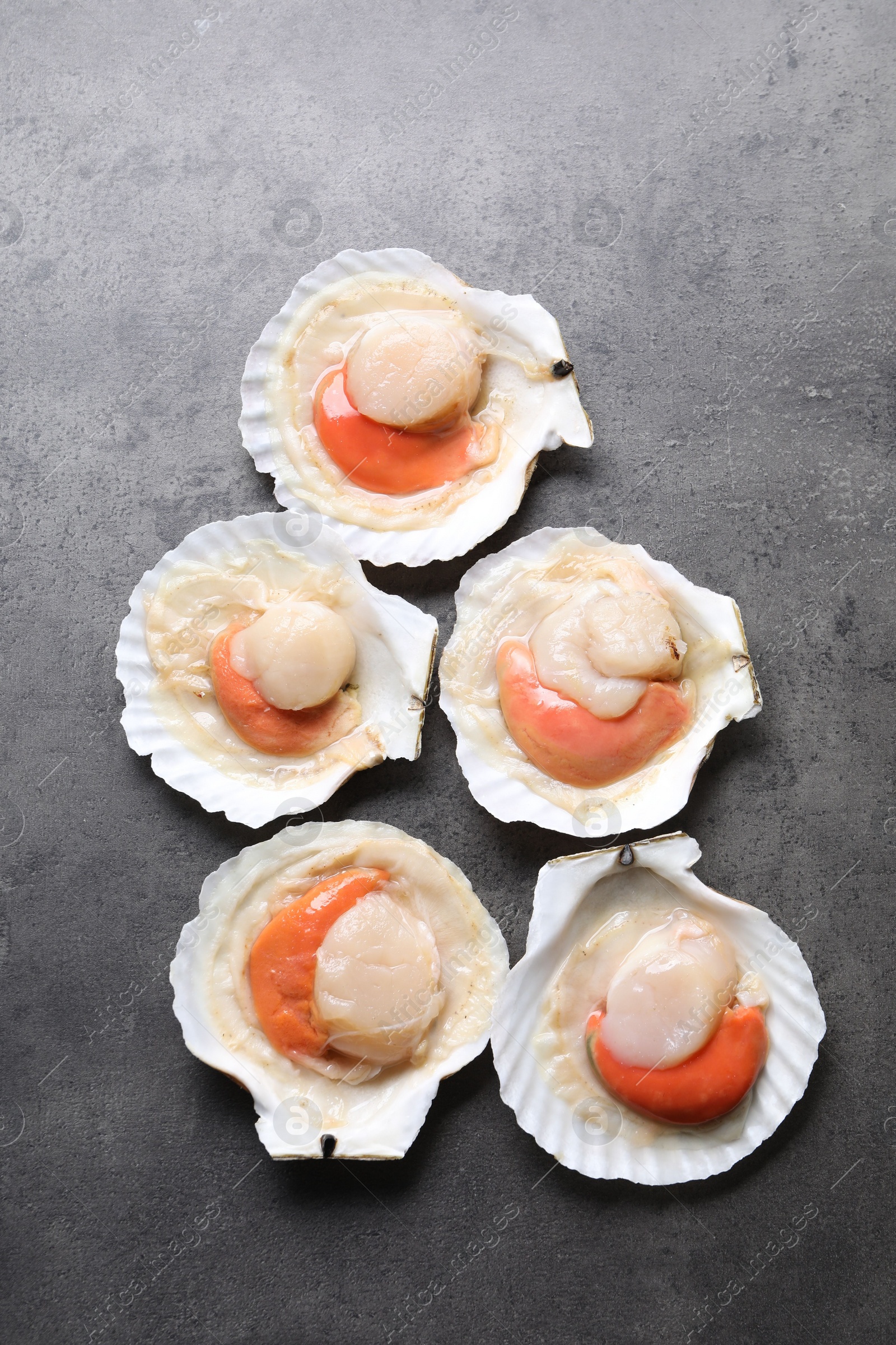 Photo of Many fresh raw scallops in shells on grey table, flat lay