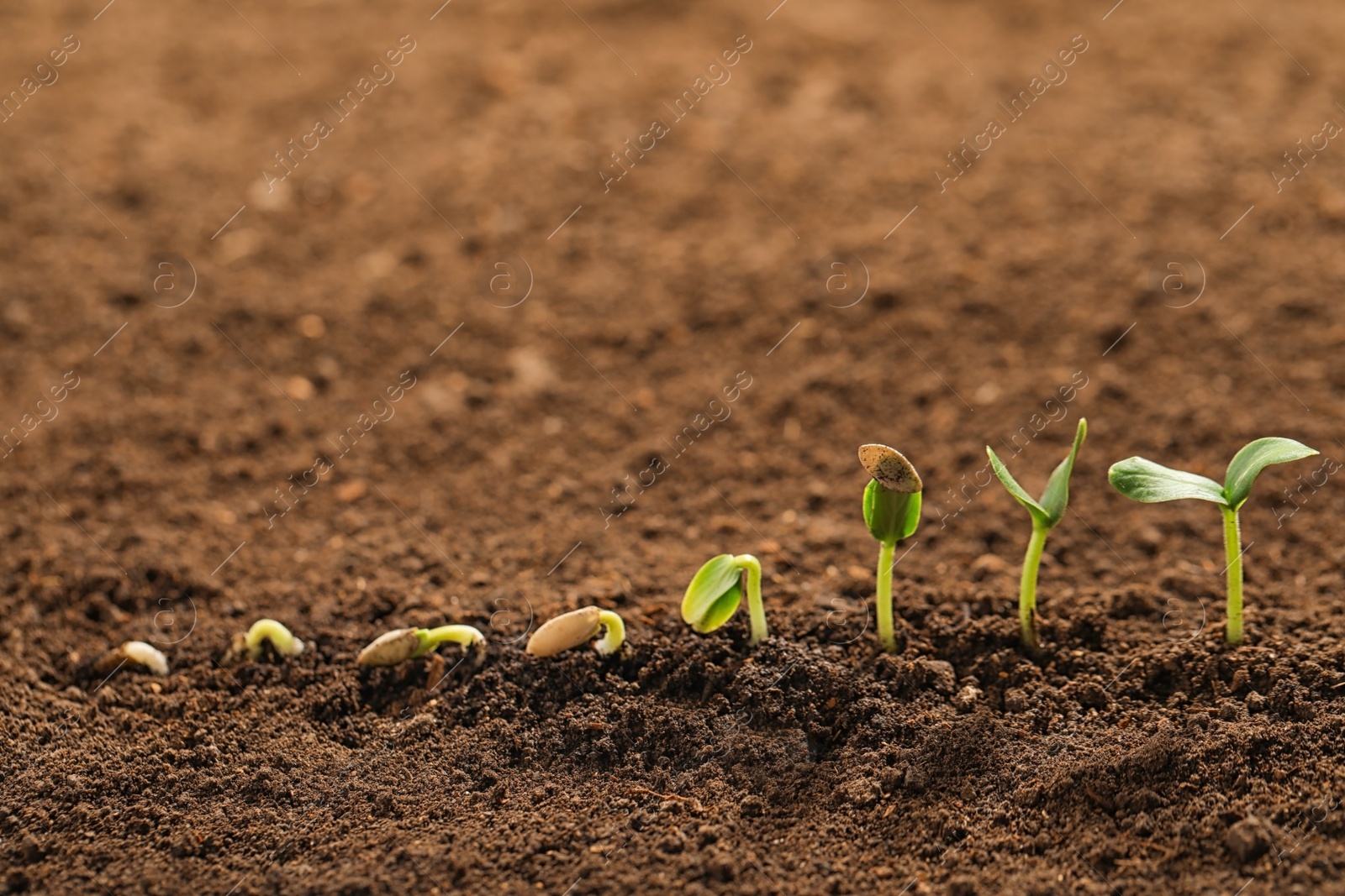 Photo of Little green seedlings growing in fertile soil