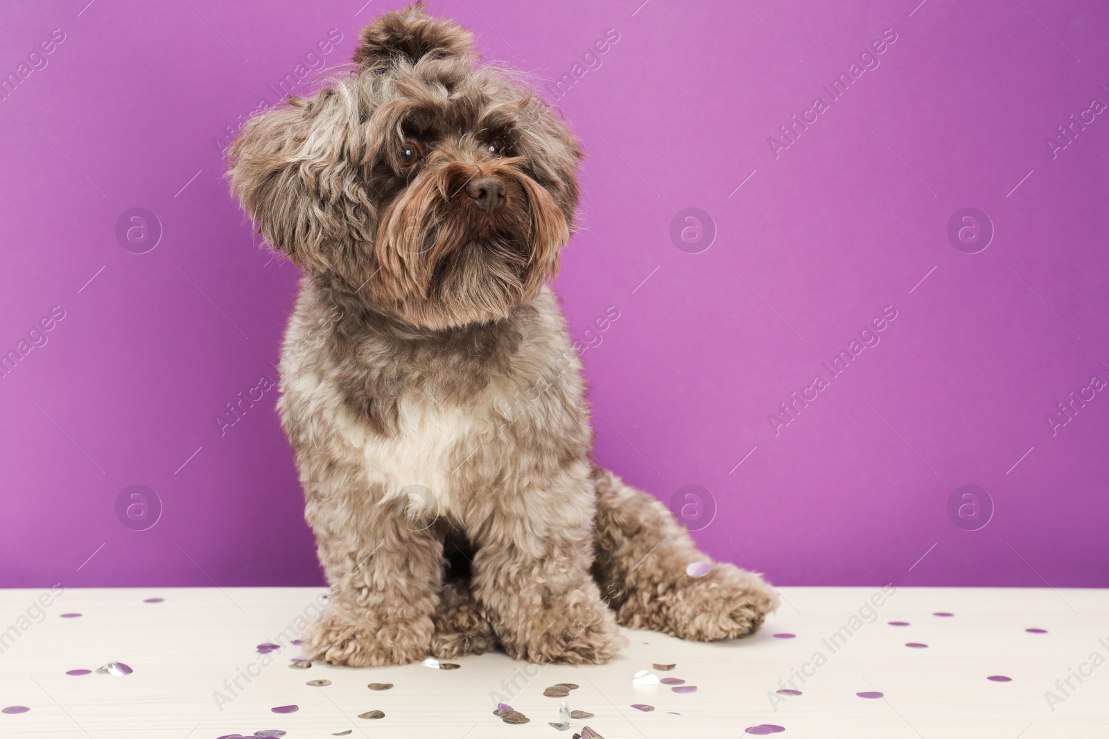 Photo of Cute Maltipoo dog on white table with confetti against violet background, space for text. Lovely pet