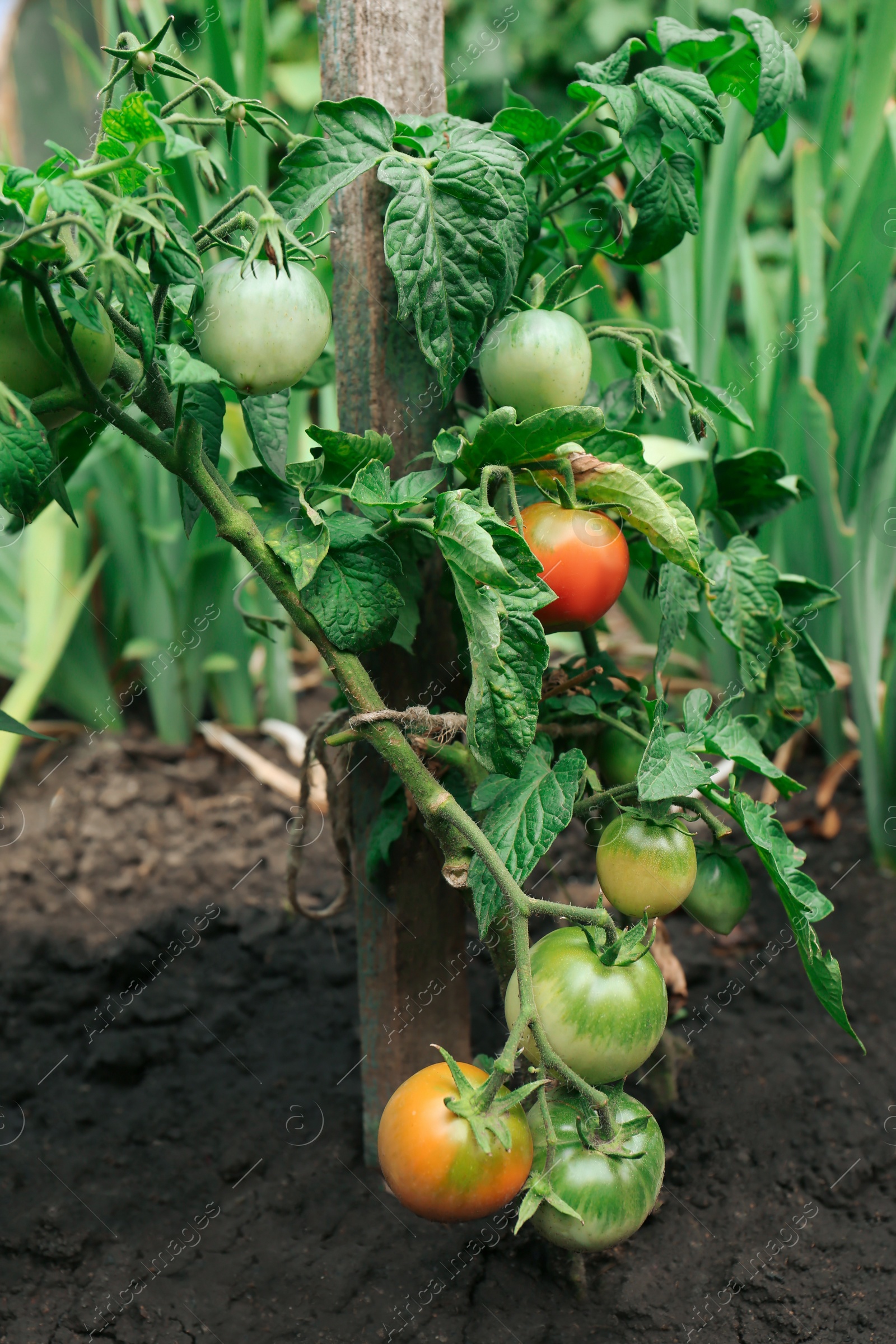 Photo of Beautiful green plants with ripening tomatoes in garden