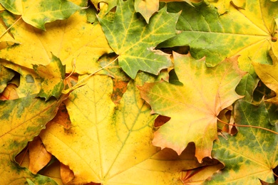 Photo of Colorful autumn leaves as background, top view