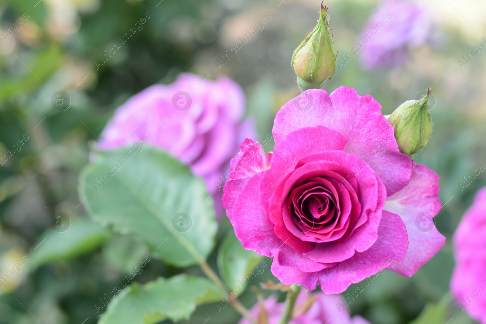 Photo of Beautiful violet rose flower blooming outdoors on sunny day, closeup. Space for text