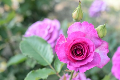 Beautiful violet rose flower blooming outdoors on sunny day, closeup. Space for text