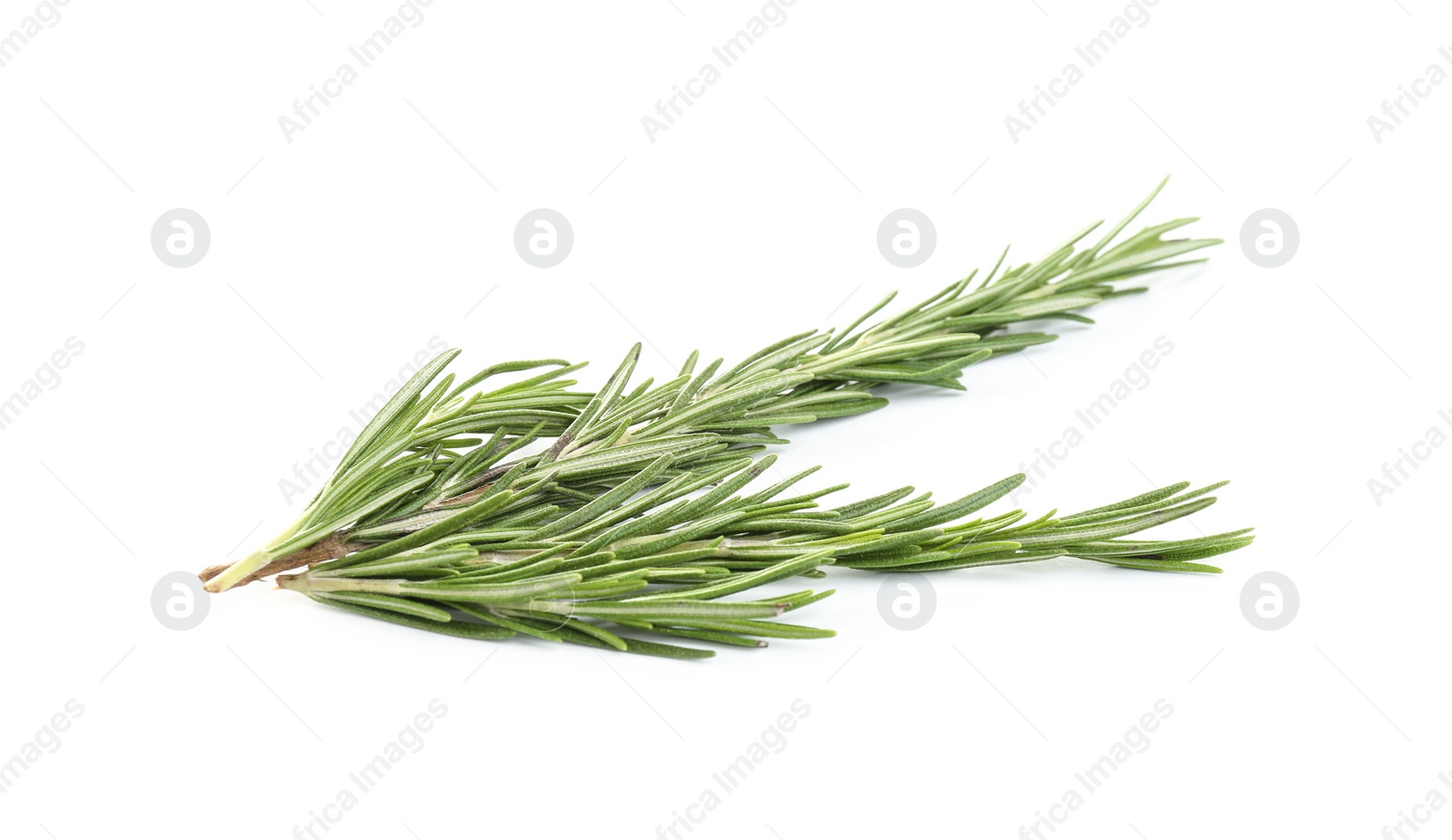 Photo of Fresh green rosemary isolated on white. Aromatic herb