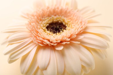 Beautiful gerbera flower on beige background, closeup