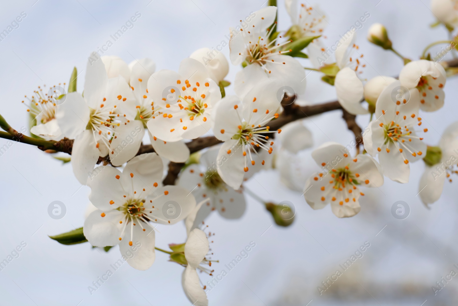 Photo of Branch of beautiful blossoming plum tree outdoors, closeup. Spring season