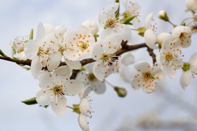 Branch of beautiful blossoming plum tree outdoors, closeup. Spring season