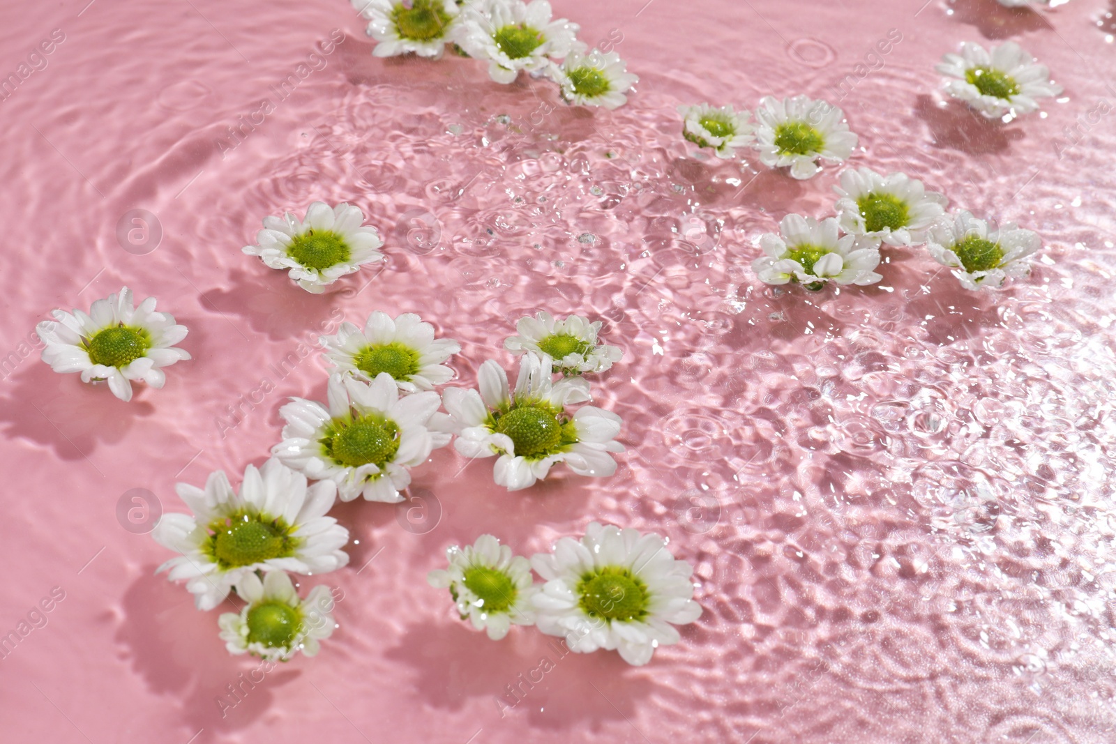 Photo of Beautiful chrysanthemum flowers in water on pink background