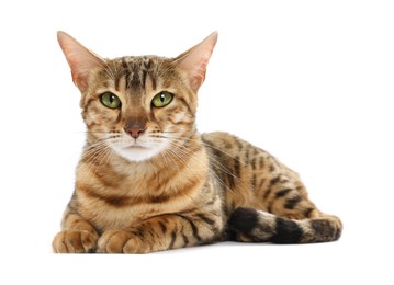 Cute Bengal cat on white background. Adorable pet