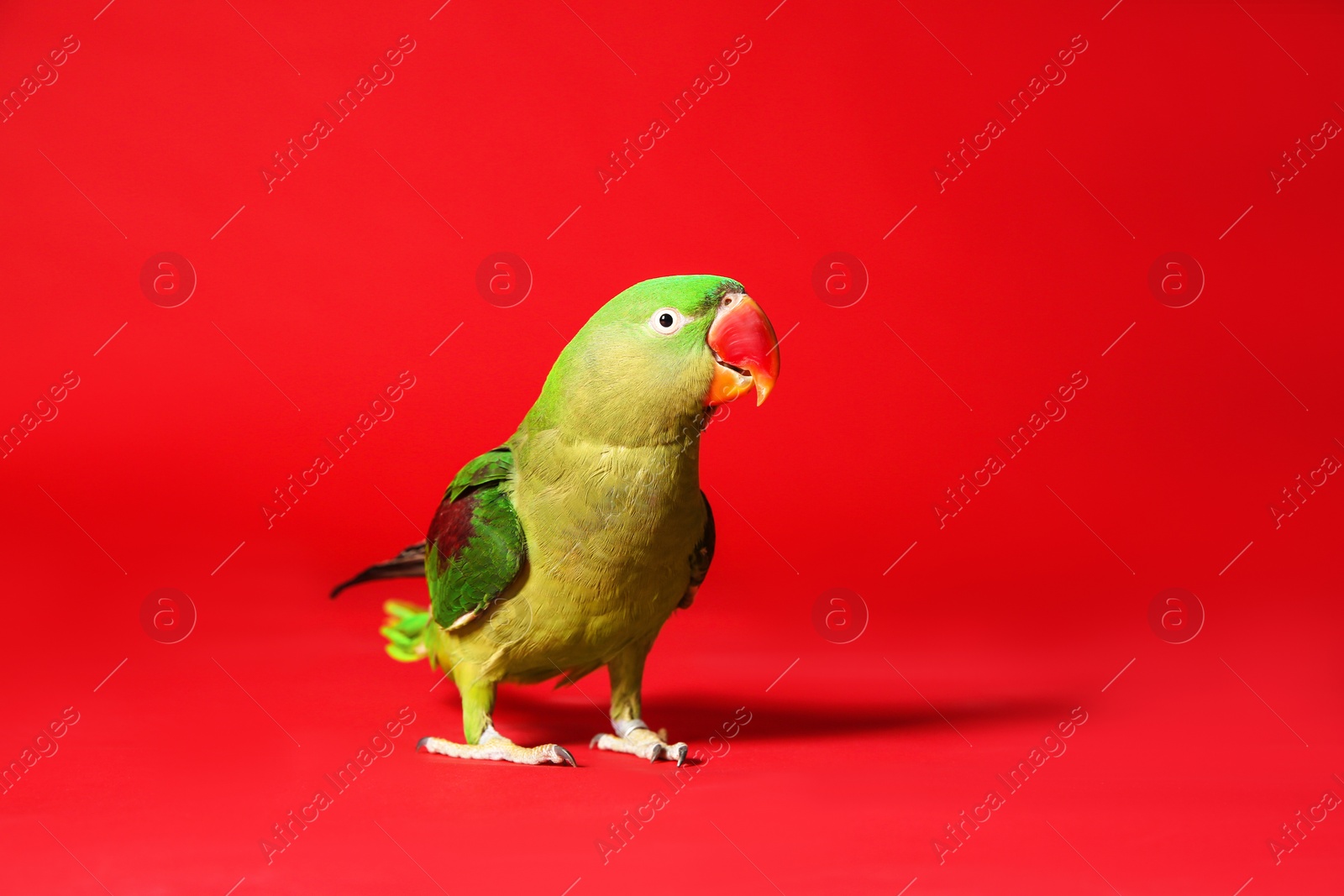 Photo of Beautiful green Alexandrine Parakeet on red background