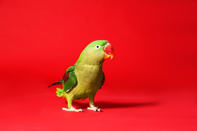 Photo of Beautiful green Alexandrine Parakeet on red background